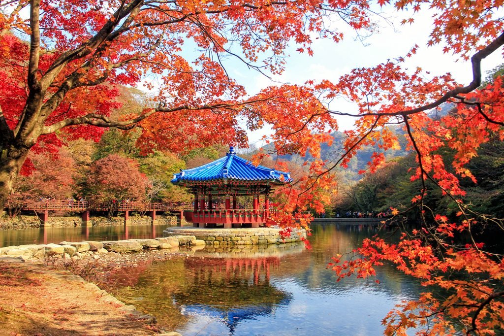 붉은 단풍과 노란 단풍이 어우러진 전북 정읍 내장산의 가을 풍경